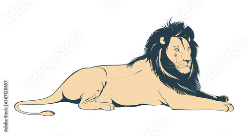 Big male lion lying on white background. Vector Illustration
