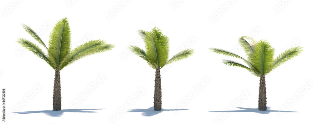 Fototapeta premium three tropical plants close-up on a white background
