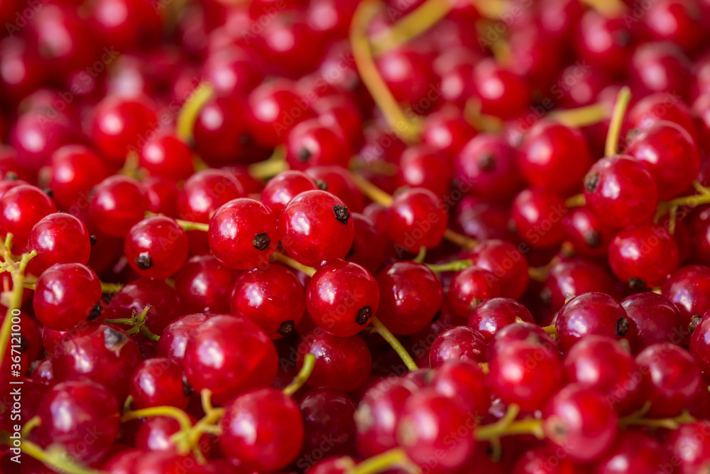 red currant background, close-up red currant background, close-up