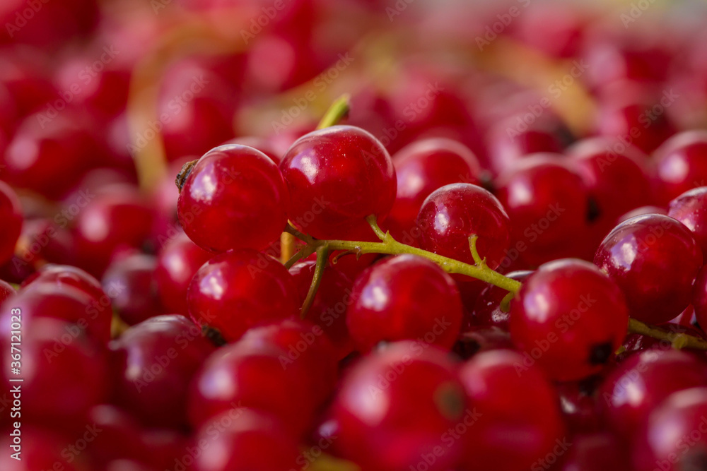red currant background, close-up red currant background, close-up