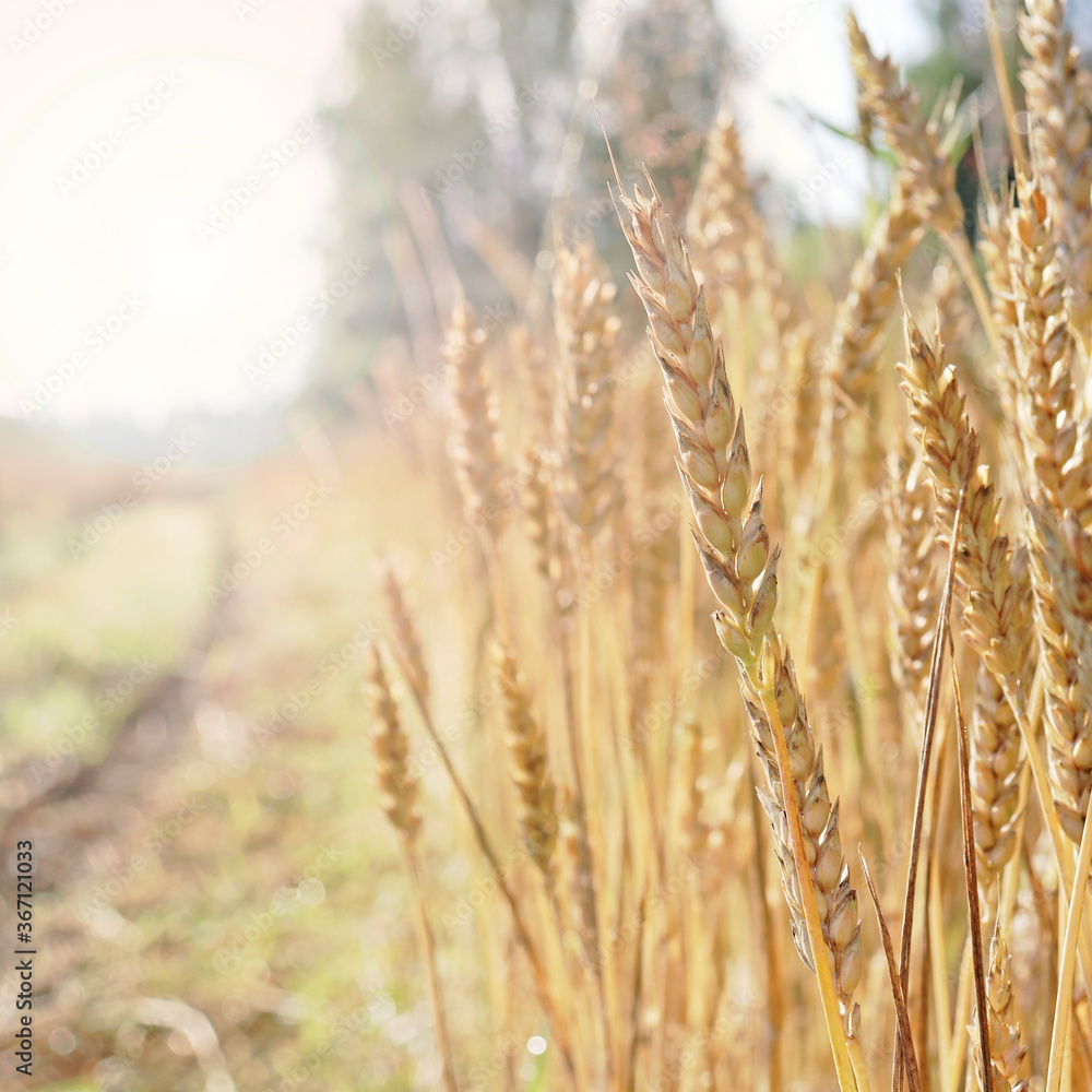 Wheat field. Ears of Golden wheat. Rural Sunny landscapes. Conditions for maturation of wheat ears. Rich harvest. Agricultural industry. Wheat field. Ears of Golden wheat. Rural Sunny landscapes. Conditions for maturation of wheat ears. Rich harvest. Agricultural industry.