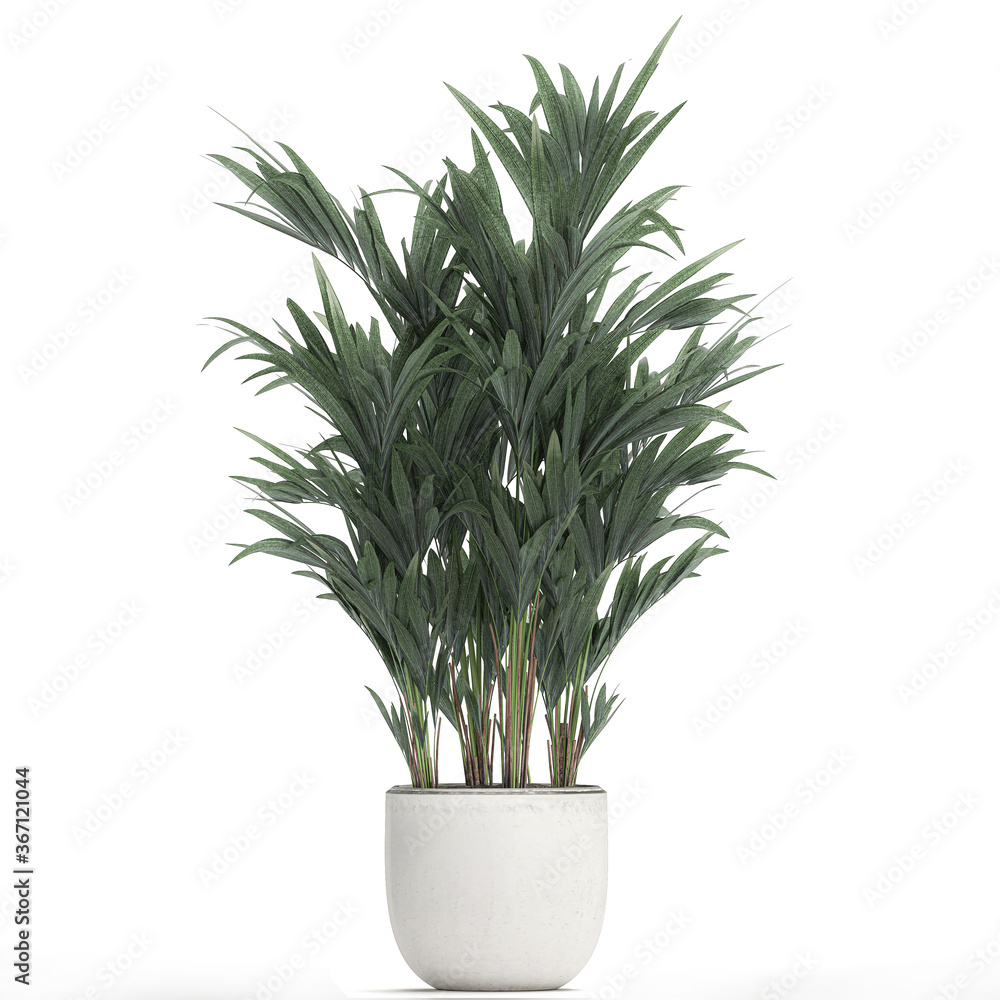 palm tree in a white pot isolated on white background palm tree in a white pot isolated on white background