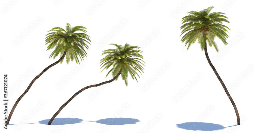Obraz premium three tropical plants close-up on a white background