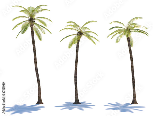 three tropical plants close-up on a white background