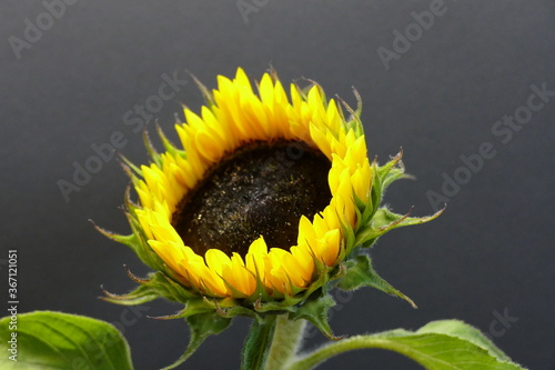 sunflower on black background