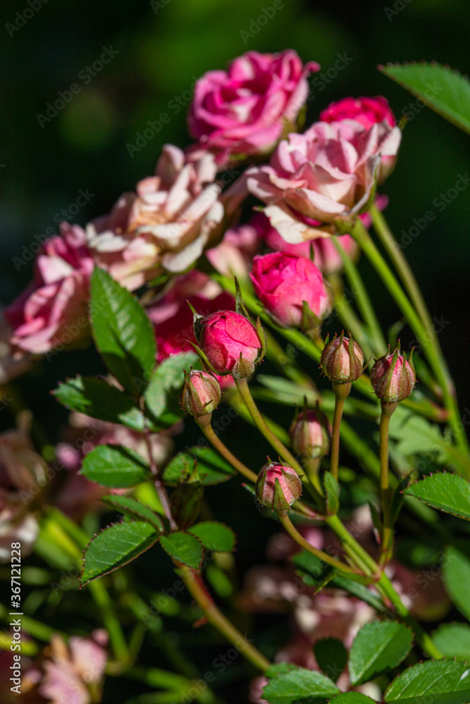 small rose inflorescences on a branch with buds and leaves, macro