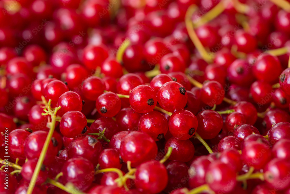 red currant background, close-up 