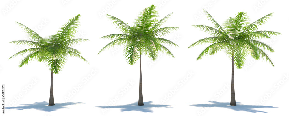 Fototapeta premium three tropical plants close-up on a white background
