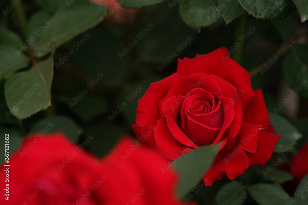 Red Flower of Rose 'Melina' in Full Bloom
Red Flower of Rose 'Melina' in Full Bloom