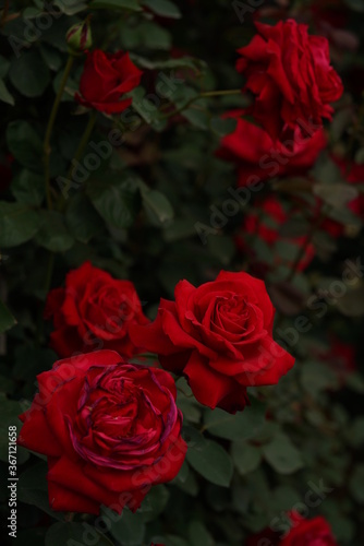 Red Flower of Rose  Melina  in Full Bloom 