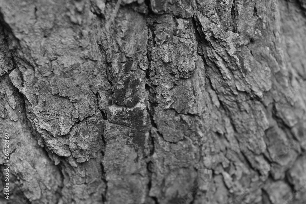 Tree with bark Beautiful, natural patterns
Tree with bark Beautiful, natural patterns