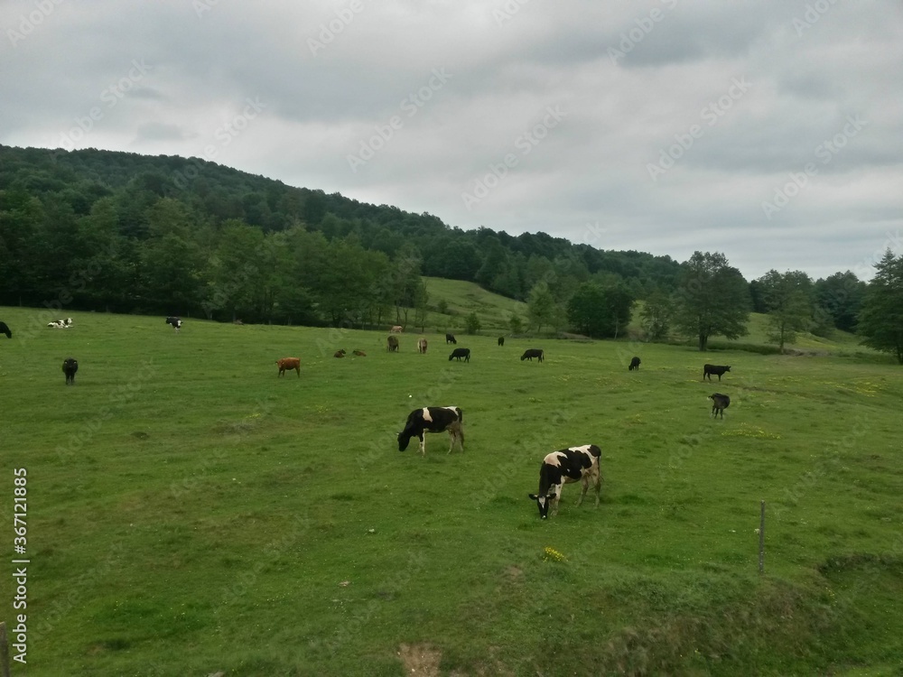 Holstein cow on the mountain in the green grass Holstein cow on the mountain in the green grass