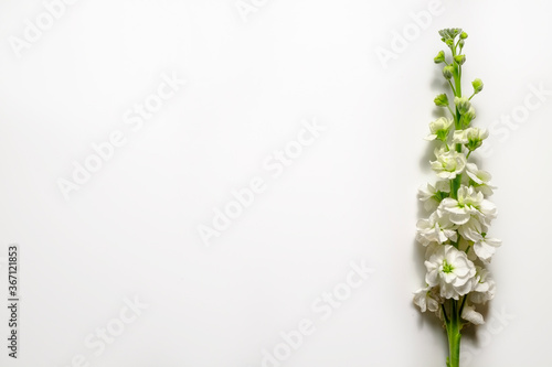 Beautiful floral composition with tender flowers. Women's holiday background concept.