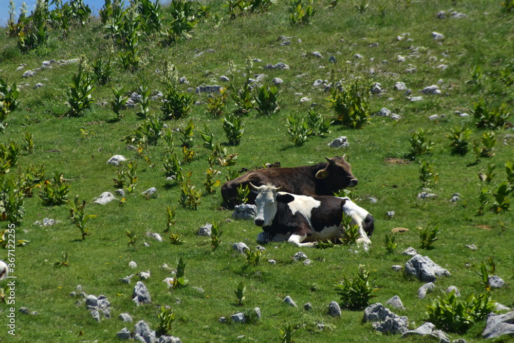 Holstein cow on the mountain in the green grass