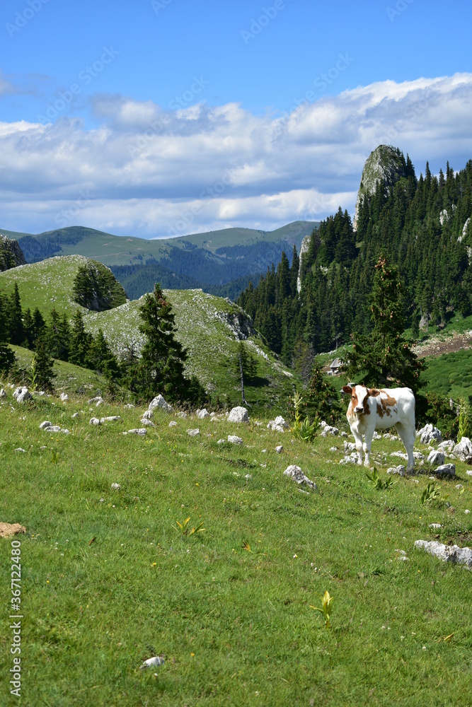 Holstein cow on the mountain in the green grass
