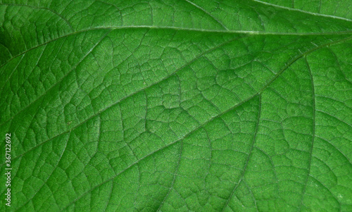 green leaf texture, structure of a leaf background. 