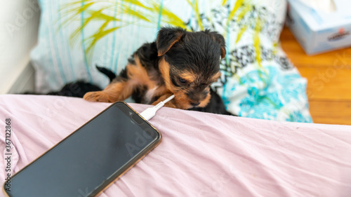 Young puppy playing with the charger of a charging laptop, already a fan of technology