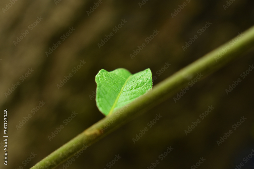 Obraz premium Green leaves That is in the garden, beautiful, natural