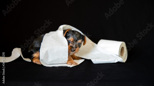 Obraz na plátně Portrait of a cute Yorkshire terrier puppy, black and tan color, playing with a