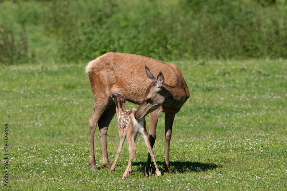 Rothirsch (Cervus elaphus) am säugen, Deutschland, Europa