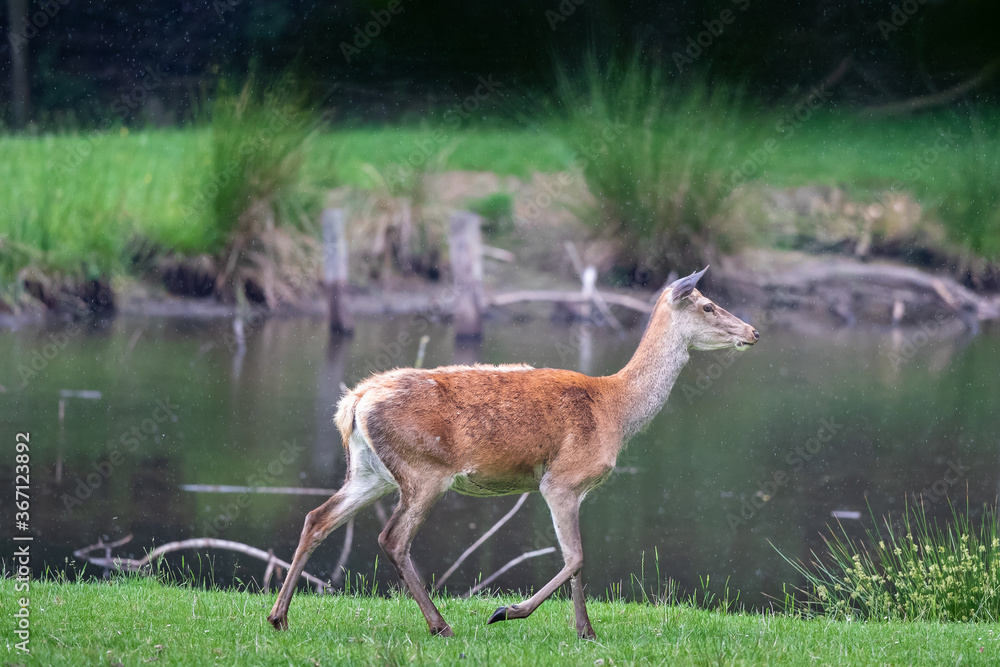 Rothirsch (Cervus elaphus) Deutschland, Europa Rothirsch (Cervus elaphus) Deutschland, Europa
