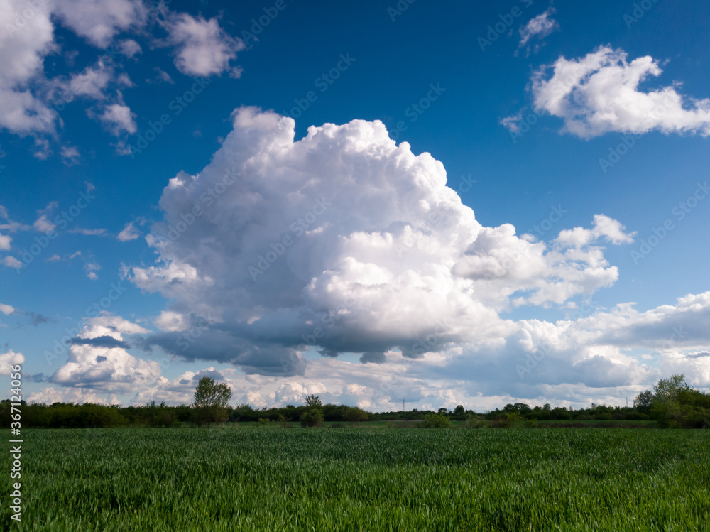 Spring crops in agriculture, a field sown with wheat, the production of grain and food in the countryside, a cumulus cloud in the sky during a cloudy day. Spring crops in agriculture, a field sown with wheat, the production of grain and food in the countryside, a cumulus cloud in the sky during a cloudy day.