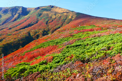 栗駒国定公園、栗駒山の紅葉。栗原、宮城、日本。10月上旬。 © 義美 前田