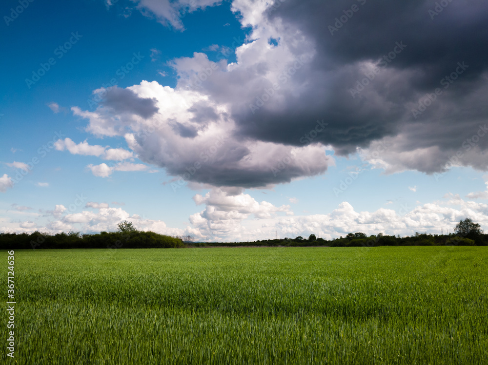 Agricultural area, field with sown crops for food production, wheat growing in the countryside, cloudy day in nature. Ripening cereals on fertile soil. Agricultural area, field with sown crops for food production, wheat growing in the countryside, cloudy day in nature. Ripening cereals on fertile soil.