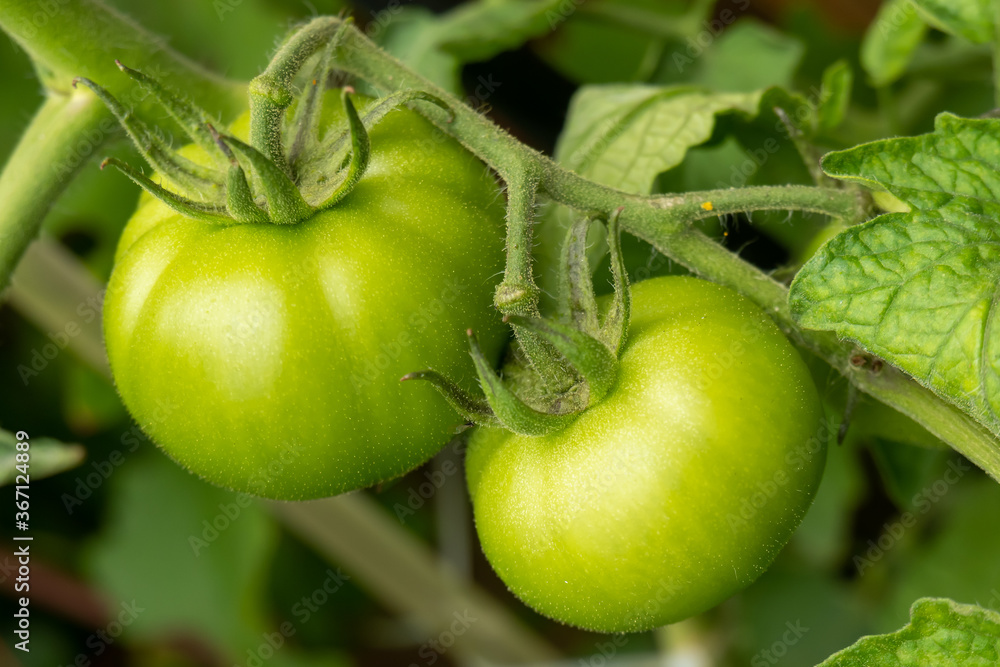 big green beef tomatoes hang from the bush