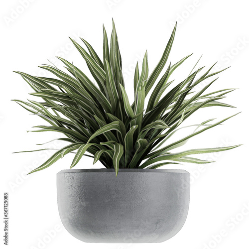 Chlorophytum in a black pot isolated on white background