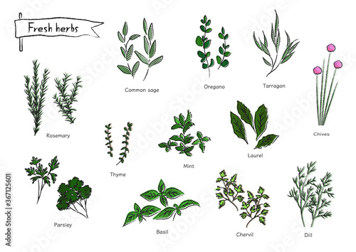 Fresh herbs color