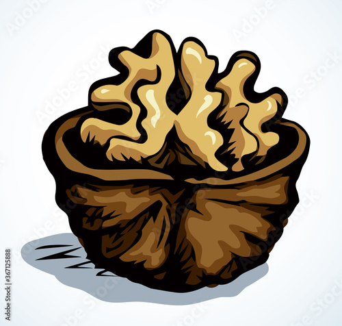 Broken walnut kernel. Vector drawing