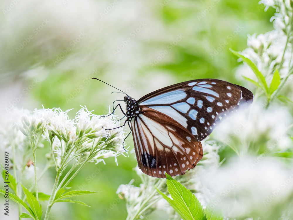 Obraz premium アサギマダラ 蝶 ちょうちょ