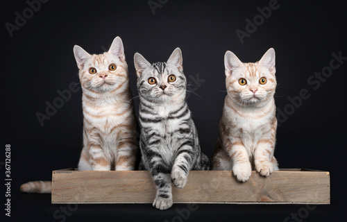 Row of three kittens sitting beside each other in wooden basket / tray. All looking towards camera with orange eyes. Isolated on black background.