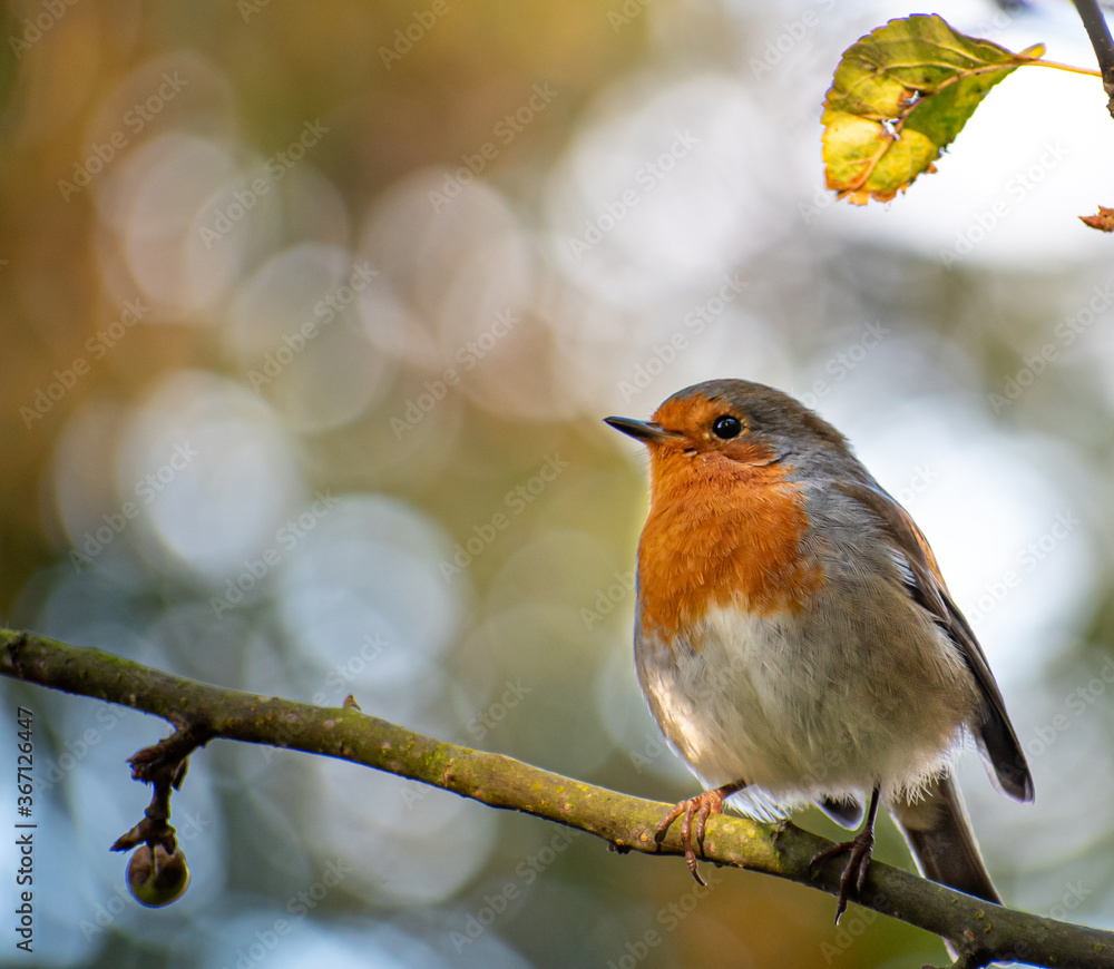 Fototapeta premium Irish Robin Bird