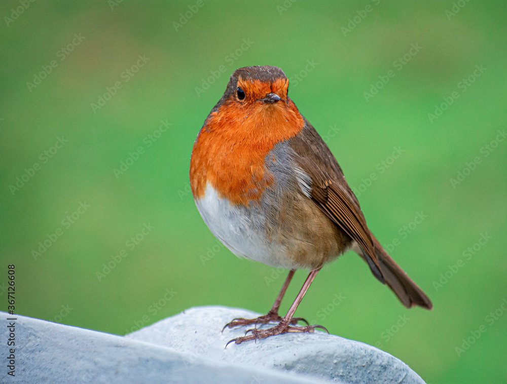 Fototapeta premium Irish Robin Bird