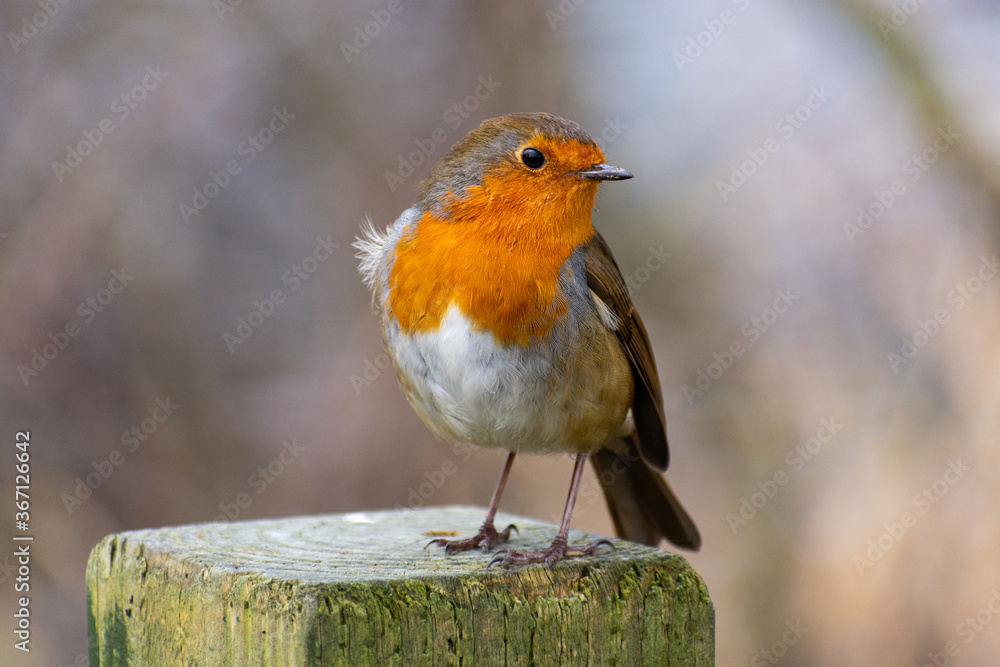 Fototapeta premium Irish Robin Bird