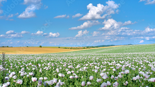 Canvas Print White opium poppy flowers on the field under blue sky with cumulus clouds