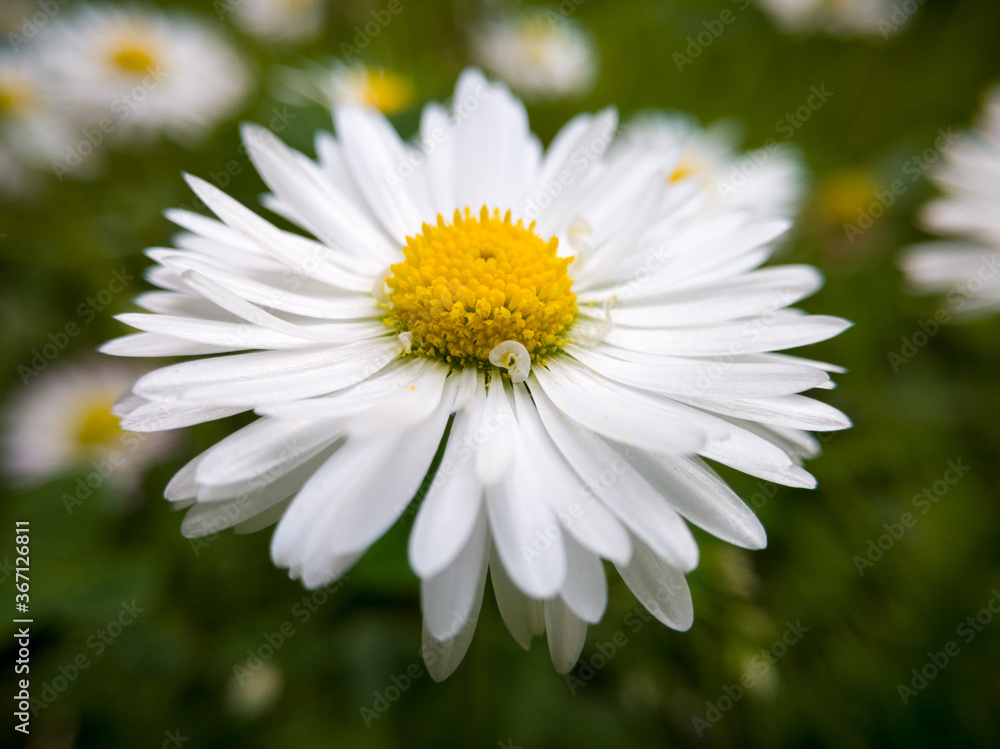 Close up of wild flower with yellow pollen and white petals against green grass in garden during day. Macro of common daisy in lawn or meadow. Close up of wild flower with yellow pollen and white petals against green grass in garden during day. Macro of common daisy in lawn or meadow.