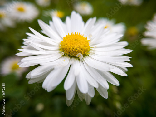Fototapeta Naklejka Na Ścianę i Meble -  Close up of wild flower with yellow pollen and white petals against green grass in garden during day. Macro of common daisy in lawn or meadow.
