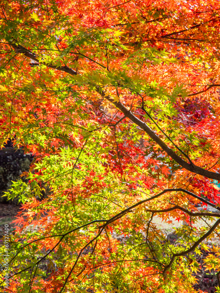 美しい紅葉　秋イメージ
