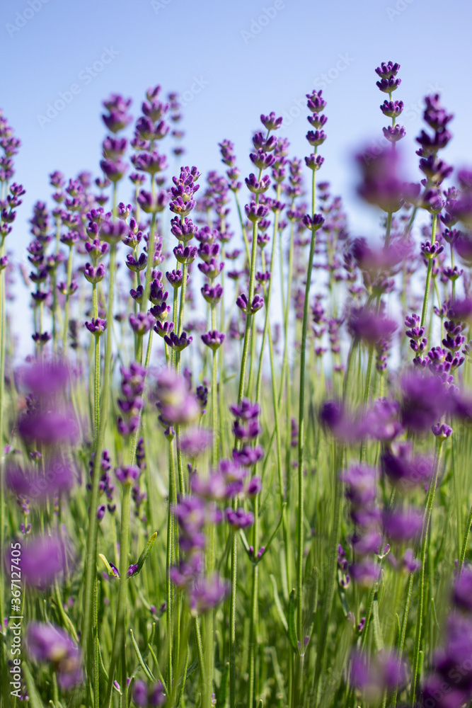 Vivid and beautiful lavender field on a sunny day. Vivid and beautiful lavender field on a sunny day.
