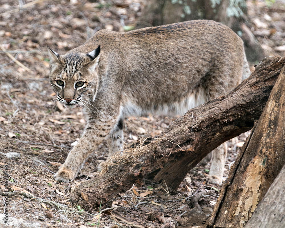 Bobcat Animal Stock Photos. Bobcat close up profile view walking and looking at the camera displaying body, head, ears, eyes, nose, mouth, in its environment and habitat. Picture. Image. Portrait. Bobcat Animal Stock Photos. Bobcat close up profile view walking and looking at the camera displaying body, head, ears, eyes, nose, mouth, in its environment and habitat. Picture. Image. Portrait.