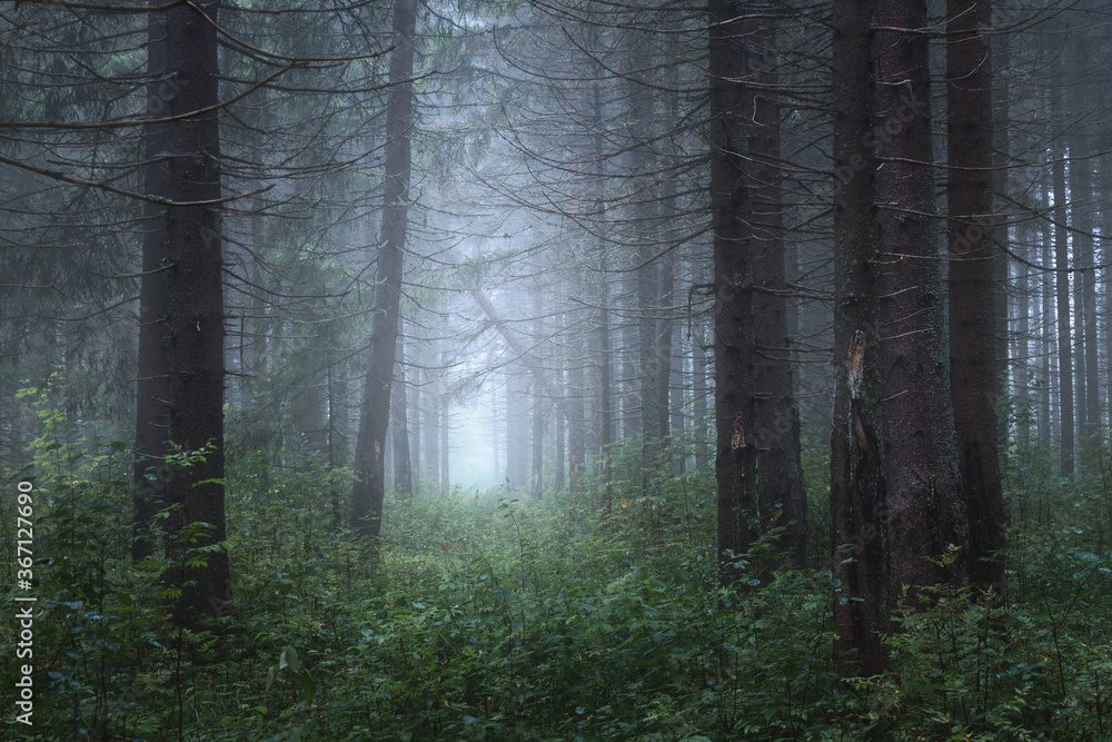 Fototapeta premium foggy coniferous forest