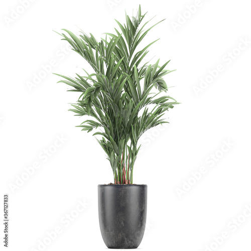  palm tree in a black pot isolated on white background
