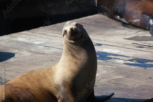 Sea Lions on a pier in San Francisco