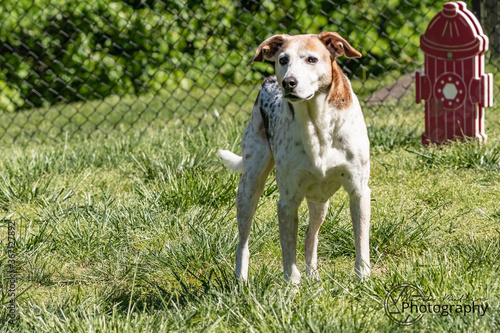 Hound dog in Park