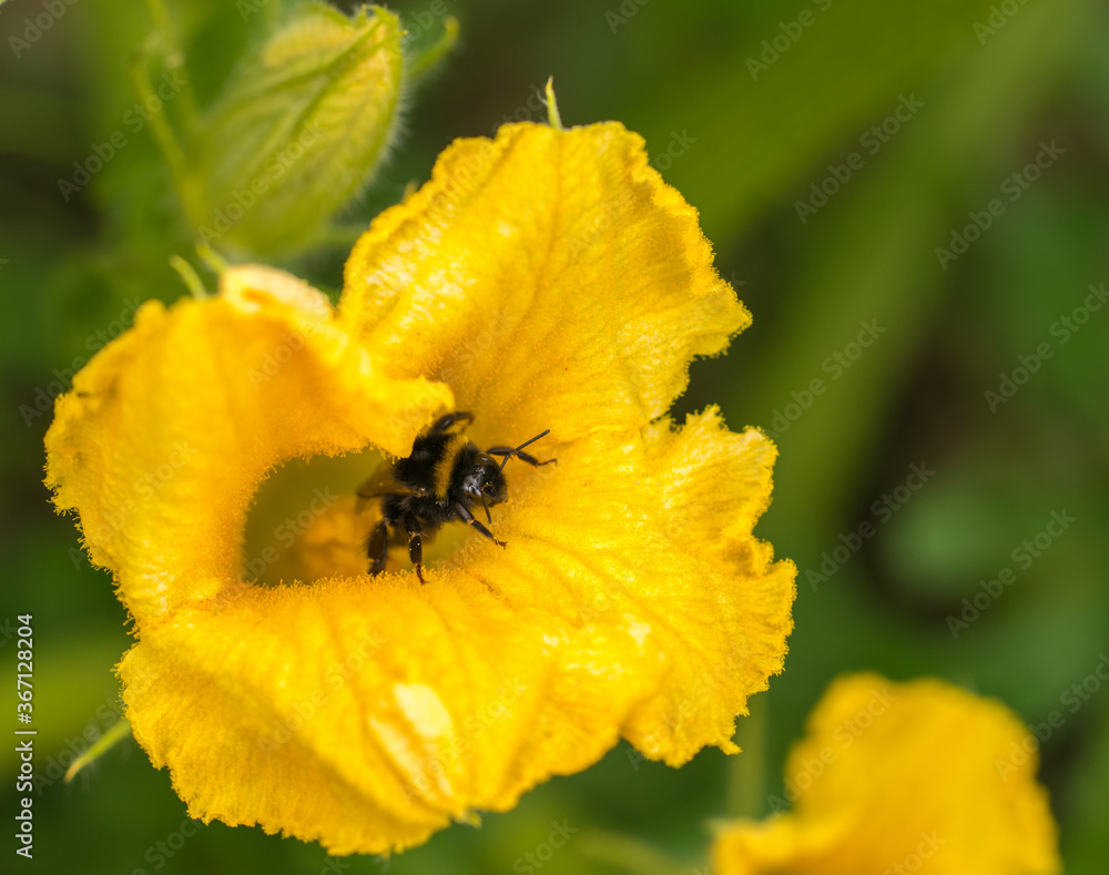A fluffy bumblebee collects pollen on a large yellow pumpkin flower. A fluffy bumblebee collects pollen on a large yellow pumpkin flower.