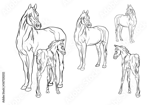 set of vector isolated monochrome hand-drawn images of a Mare with a foal of an Arab horse breed on a white background. 