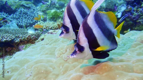 Schooling butterfly fish in maldives